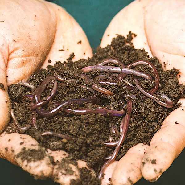 Σκουλήκια Κομποστοποίησης